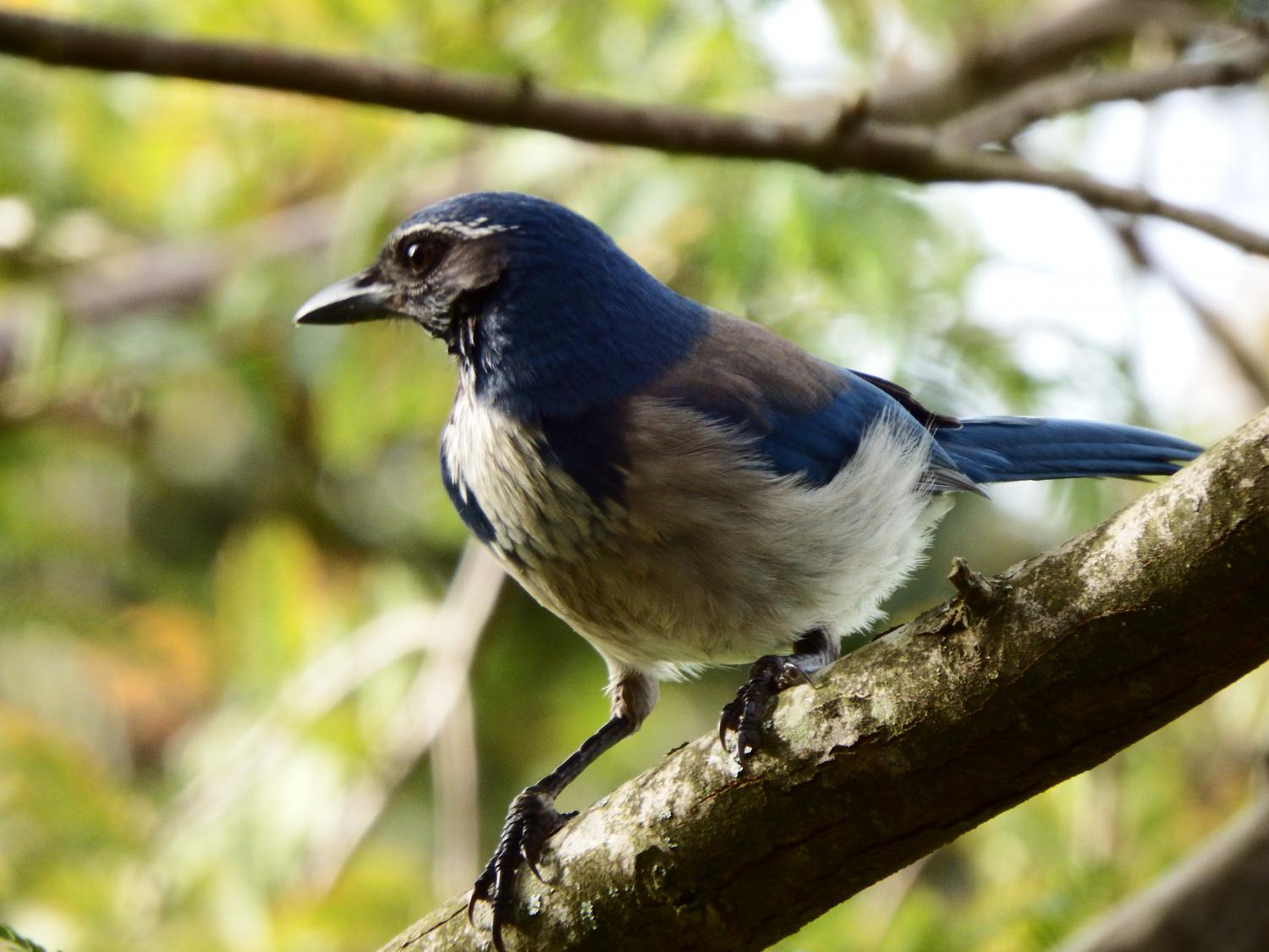 Bird, Gray Jay